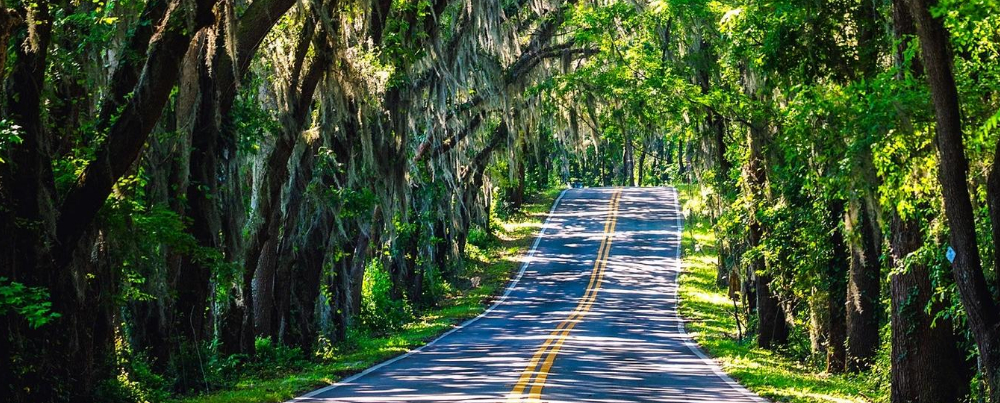 Road through jungle